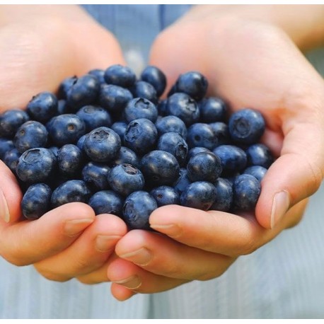 Наборы для выращивания Черники  оптом-1