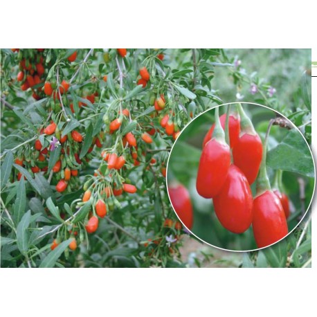 Наборы для выращивания Годжи  оптом-1