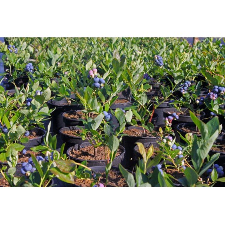 Наборы для выращивания Голубики  оптом-2