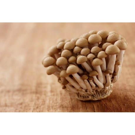 Наборы для выращивания грибов Опята  оптом-1