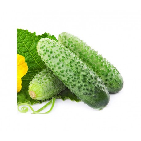 Наборы для выращивания Огурцов  оптом-2