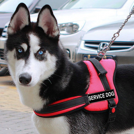 Шлейка для собак прогулочная Sports dog harness set  оптом-4