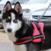 Шлейка для собак прогулочная Sports dog harness set оптом