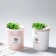 Увлажнитель воздуха Succulents Humidifier  оптом