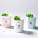 Увлажнитель воздуха Succulents Humidifier  оптом